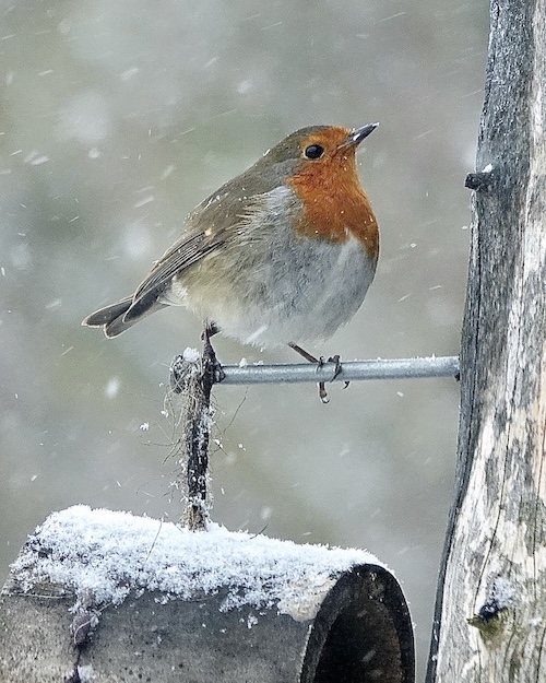 robin